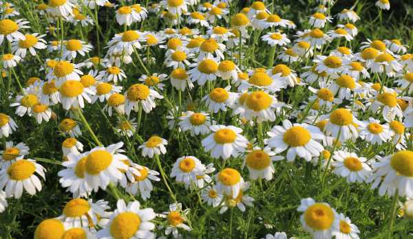  - Essential Oils